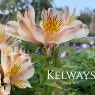 Alstroemeria INCA SUNDANCE ('Koncasunda' PBR) (Inca Series)
