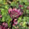 Astrantia 'Burgundy Manor'