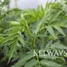 Datisca cannabina