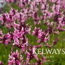 Betonica officinalis 'Pink Cotton Candy'