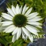 Echinacea purpurea 'Virginia' PBR (3 litre pot)