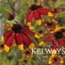 Rudbeckia triloba 'Prairie Glow'