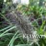 Pennisetum alopecuroides 'Black Beauty'