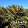 Chamaerops humilis