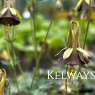 Aquilegia viridiflora 'Chocolate Soldier'