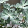 Aquilegia viridiflora 'Chocolate Soldier'