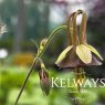 Aquilegia viridiflora 'Chocolate Soldier'
