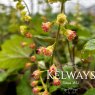 Tellima grandiflora Rubra Group