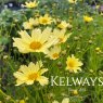 Coreopsis verticillata 'Creme Brulee'