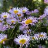 Erigeron karvinskianus 'Lavender Lady'
