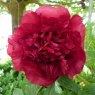 Paeonia 'Vesuvian'