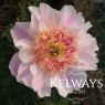 Paeonia lactiflora 'Do Tell'