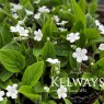 Omphalodes verna 'Alba'
