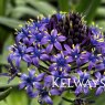 Scilla peruviana
