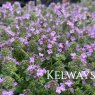 Thymus polytrichus A. Kern. ex Borbás subsp. britannicus (Ronniger) Kerguélen
