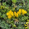 Hippocrepis comosa