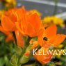 Ornithogalum dubium orange-flowered