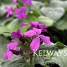 Lunaria annua