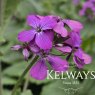 Lunaria annua