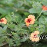 Potentilla x tonguei