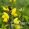 Thermopsis chinensis (3 litre pot)