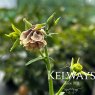 Aquilegia vulgaris 'Pink Petticoat' (d)