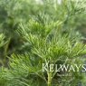 Artemisia abrotanum