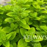 Origanum vulgare 'Thumble's Variety'