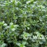 Thymus 'Silver Queen' (v)