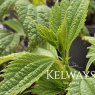 Boehmeria sieboldiana (3 litre pot)