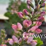 Baptisia 'Pink Truffles' PBR (Decadence Deluxe Series)