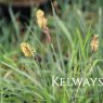 Carex flacca
