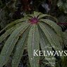 Heptapleurum taiwanianum (3 litre pot)