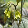 Disporum longistylum 'Green Giant' (2 litre pot)