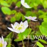 Anemonella thalictroides f. rosea