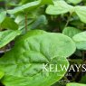 Asarum caudatum