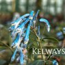 Corydalis flexuosa 'Porcelain Blue'