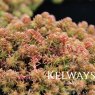 Sedum sexangulare