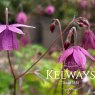 Semiaquilegia adoxoides