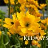 Ornithogalum dubium yellow-flowered