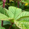 Rodgersia aesculifolia
