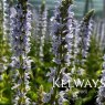 Salvia x sylvestris 'Crystal Blue' (Color Spires Series)