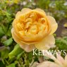 Rosa Roald Dahl ('Ausowlish') (S)