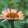Echinacea 'Summer Cocktail' PBR