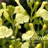 Salvia x jamensis 'Lemon Light'