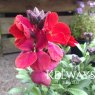 Erysimum 'Spice Island'