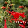 Epilobium canum 'Western Hills'