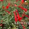 Epilobium canum 'Western Hills'