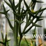 Colletia paradoxa