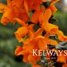 Berberis x lologensis 'Apricot Queen'